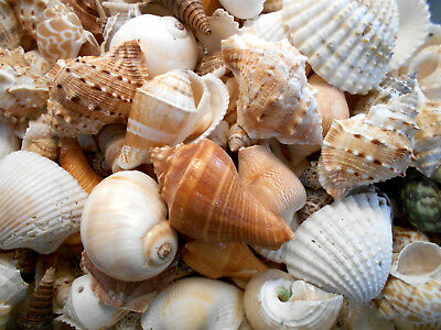 1/2 Lb Large Indian Ocean Shell Mix Seashells Beach Cottage Decor Nautical Craft