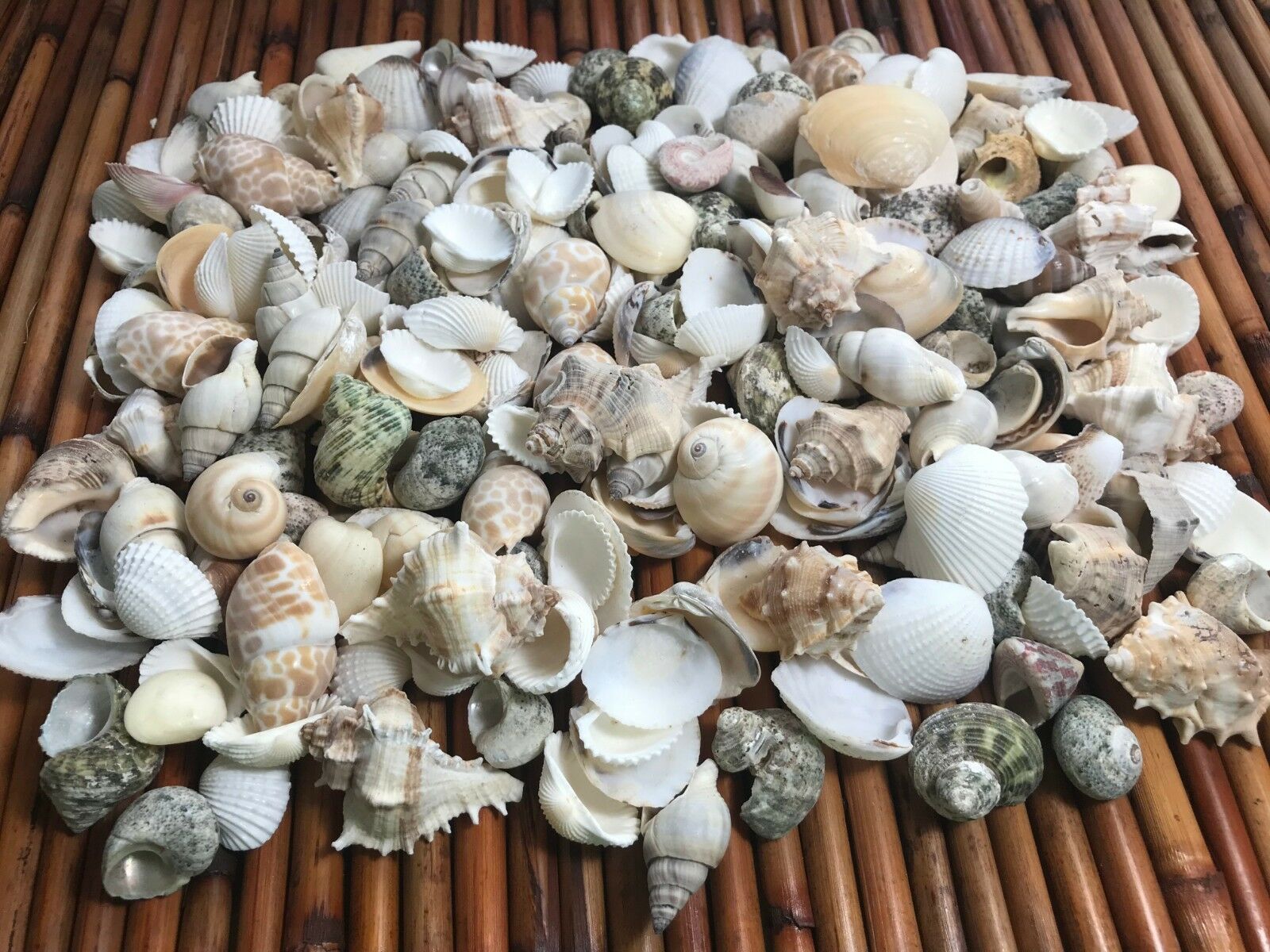 Medium Mixed Seashells, Assorted Craft Shells Mix 1-2" 200+ Pcs 1 Kilo Lot# 1013