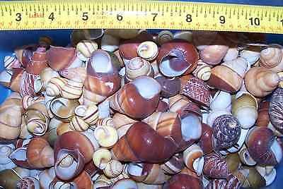 10 - Assorted Land Snail Shells Hermit Crab Crafts Item # 1022-10
