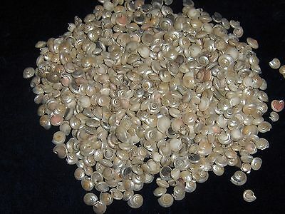 1/2 Pound Of Pearl Umbonium Sea Shells Beach Decor Nautical Craft Tropical