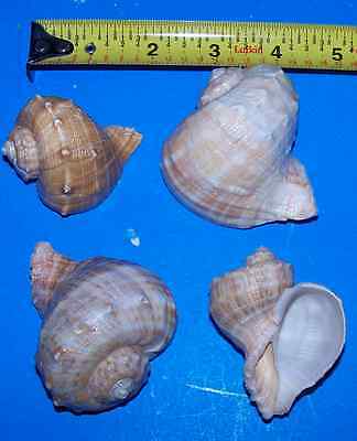 1 - 2"+ Rapana Hermit Crab Seashells  Sea Shells Crafts Display Item # Rap2-1