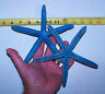 2 Beautiful Real Blue Starfish Star Fish Sea Shells  Item # Bsf6-2