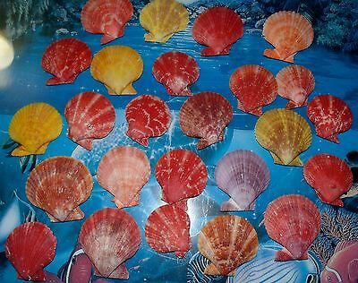 Twenty Five (25) Nobilis Pecten Single Sea Shells Beach Nautical Decor Craft
