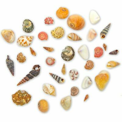 700x Tiny Craft Spiral Seashells Sea Shells For Diy Crafts Home Décor 0.4-1"