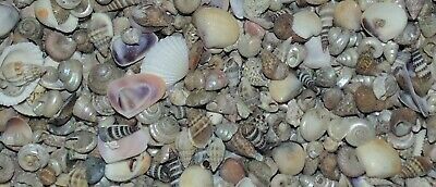 1/2  Pound Tiny Indian Ocean Mix Sea Shell Up To 1/2"  Decor Craft Reef