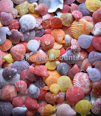 Sea Shells Pecten Colorfull (approx 60) Real Genuine Nobilis Seashell Bulk Lot