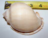1 Polished Bonnet  - Xl  Sea Shell  Hermit Crab Display Decor Seashell