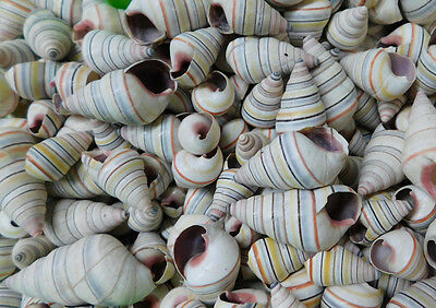 25 Haitian Candy Striped Tree Snail - Seashells