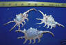 1 Large Lambis Scorpio Display Seashell Sea Shell Wow Craft Wedding Collection