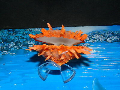 Orange Spondylus Ducalis Spiny Oyster Great For Crafts Or Display