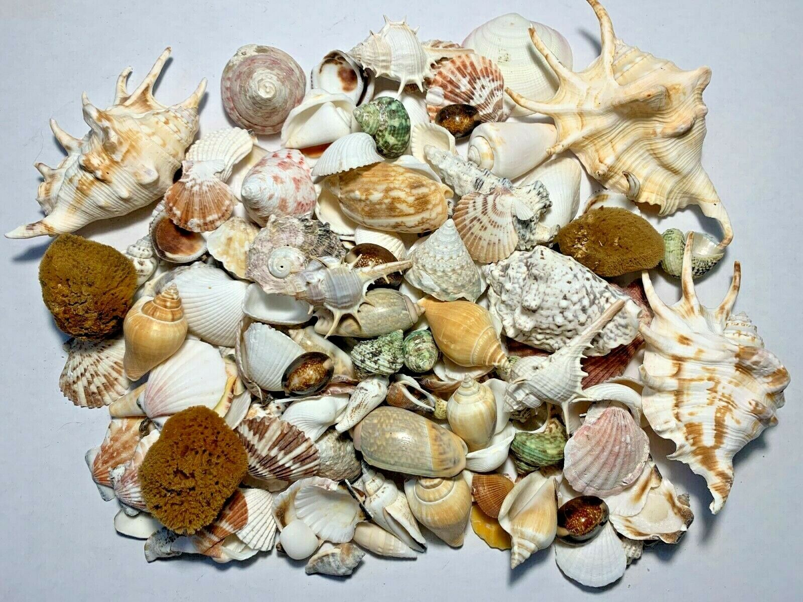 3 Lbs. Large Indo Seashells Sea Shells Best Price Free Ship!