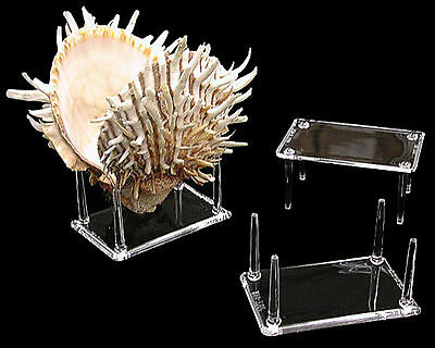 4 Prong Display Table Stand 2 X 3" For Seashells Clear Acrylic Decor