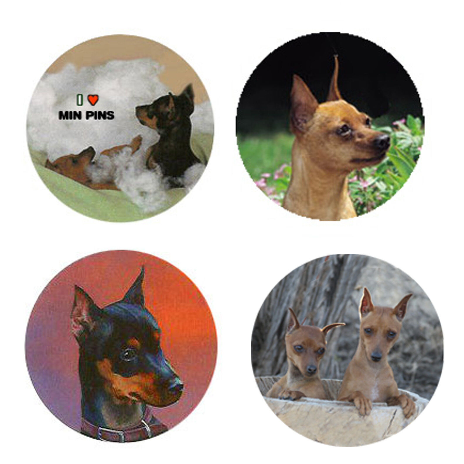 Miniature Pinscher Magnets :4 Min Pins 4 Your Fridge Or Collection-a Great Gift