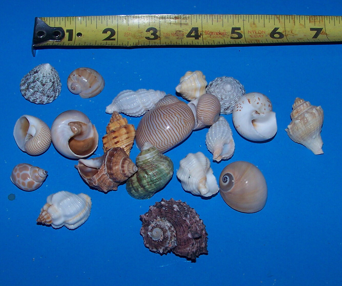 10 - Assorted  Tiny - Small Hermit Crab Shells Free Shipping! Read! Item # Ll10h